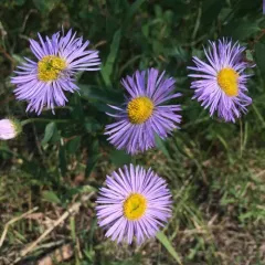 aspen fleabane thumbnail 1