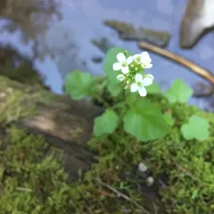 Brewer's bittercress thumbnail 4