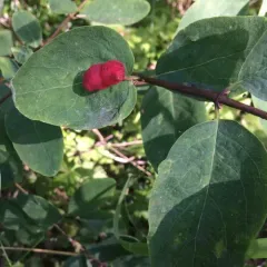 Utah Honeysuckle thumbnail 4