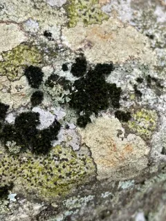 Lecidella lichen thumbnail 2