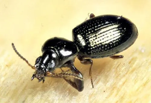 Dejean's Ground Beetle