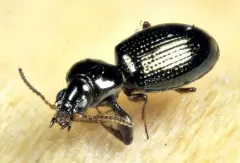 Dejean's Ground Beetle thumbnail 1