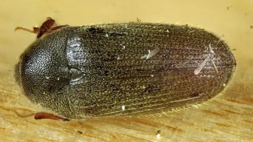 Trixagus chevrolati