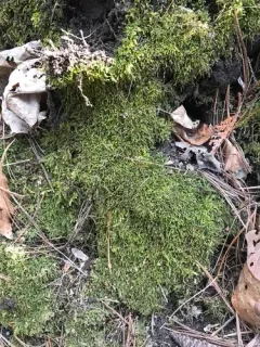 Swartz's Feather-moss thumbnail 2