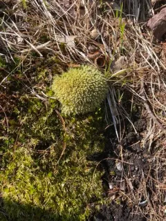 white moss thumbnail 4
