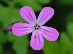 Herb Robert thumbnail 5