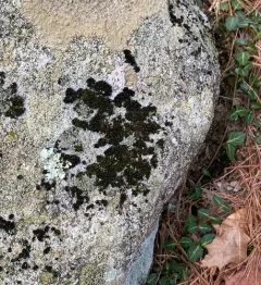 Lecidella lichen thumbnail 4