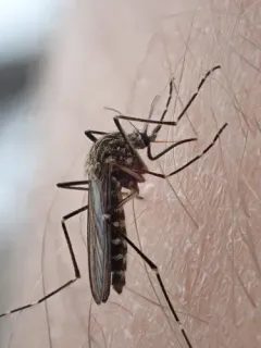 Aedes togoi thumbnail 4
