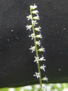 Angleleaf Miterwort thumbnail 3