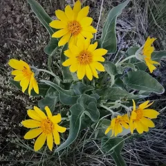 arrowleaf balsamroot thumbnail 3