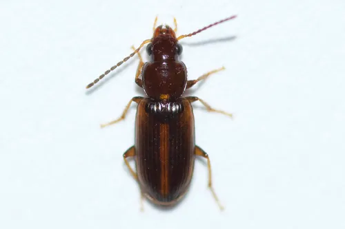Congeneric Harp Ground Beetle