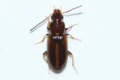 Congeneric Harp Ground Beetle thumbnail 1