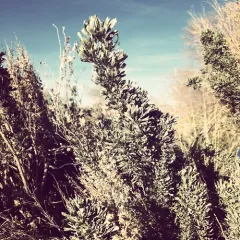 Big Sagebrush thumbnail 4