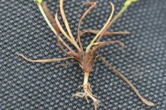 Dwarf Plantain thumbnail 3