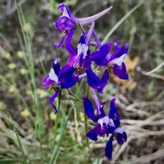 upland larkspur thumbnail 4