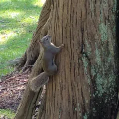 Douglas's Squirrel thumbnail 1