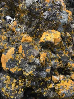 Polycauliona rosei thumbnail 4