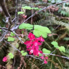 Red-flowering Currant thumbnail 3