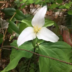 Pacific trillium thumbnail 4