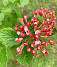 Korean Spice Viburnum thumbnail 2