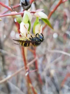 Rocky Mountain Aerial Yellowjacket thumbnail 2