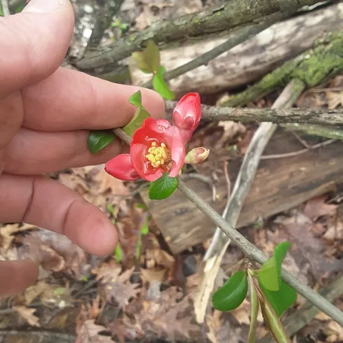 Chinese quince