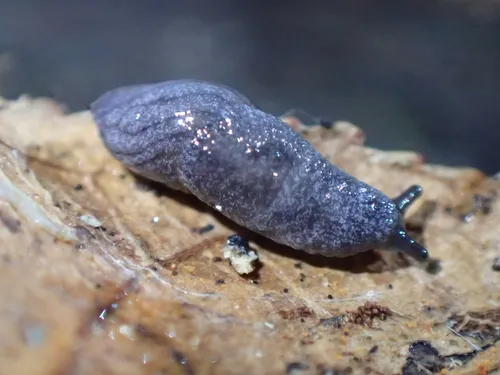 Pygmy Slug