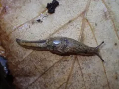 Pale Jumping-slug thumbnail 4