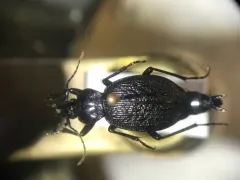 Polished Snail-eating Beetle thumbnail 4