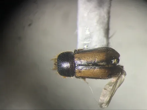Trypodendron betulae