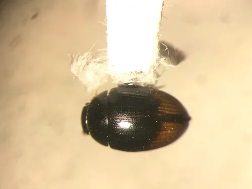 Cercyon marinus