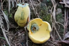 yellow bolete thumbnail 2