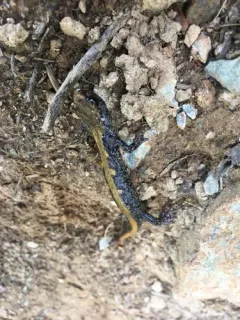 Coeur d'Alene Salamander thumbnail 4