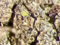 Gyalecta truncigena thumbnail 1