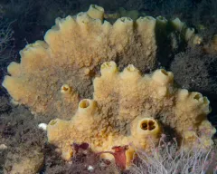 Halichondria sitiens thumbnail 1