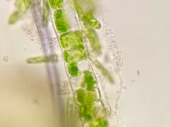 Ulothrix zonata thumbnail 3