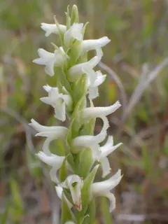 Ute Ladies'-tresses thumbnail 2