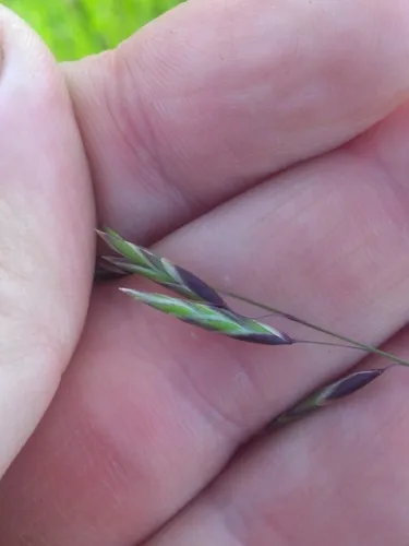 Geyer's Oniongrass