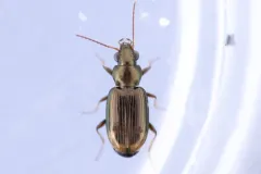 Bembidion rapidum thumbnail 1