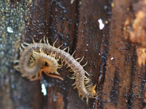 Diamondback Soil Centipede