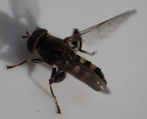 Dusky-banded Leafwalker