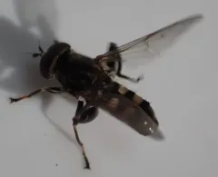 Dusky-banded Leafwalker thumbnail 1