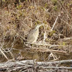 American Bittern thumbnail 3