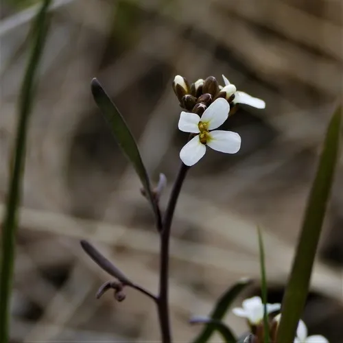 Lyreleaf Rockcress
