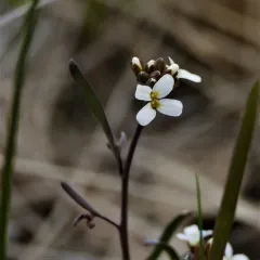 Lyreleaf Rockcress thumbnail 1