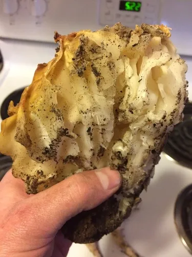 Cabbage-Head Fungus
