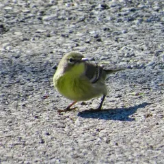 Pine Warbler thumbnail 4