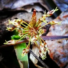 hairy woodrush thumbnail 1