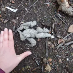 Gray Wolf thumbnail 4