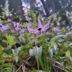 henderson's fawn lily thumbnail 1